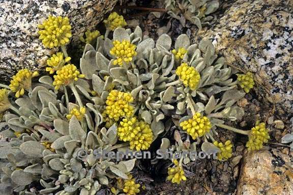 eriogonum incanum 4 graphic